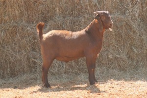 1X KALAHARI RED BUCK MAGNUM BOERDERY