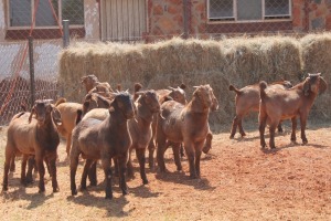 14X KALAHARI RED BUCK MAGNUM BOERDERY (Pay per animal to take all in lot)