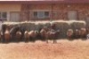14X KALAHARI RED BUCK MAGNUM BOERDERY (Pay per animal to take all in lot) - 2