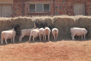 10X DORPER RAM MAGNUM BOERDERY (Pay per animal to take all in lot)