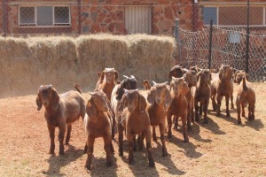 13X KALAHARI RED BUCK MAGNUM BOERDERY (Pay per animal to take all in lot)