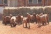 13X KALAHARI RED BUCK MAGNUM BOERDERY (Pay per animal to take all in lot) - 2
