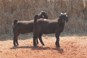 2X Blackberry BUCK MAGNUM BOERDERY (Pay per animal to take all in lot)