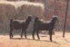 2X Blackberry BUCK MAGNUM BOERDERY (Pay per animal to take all in lot) - 2