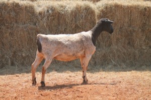 1X DORPER OOI/EWE MAGNUM BOERDERY