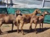 3X MEATMASTER OOI/EWE Burger Meatmasters (Pay per animal to take all)
