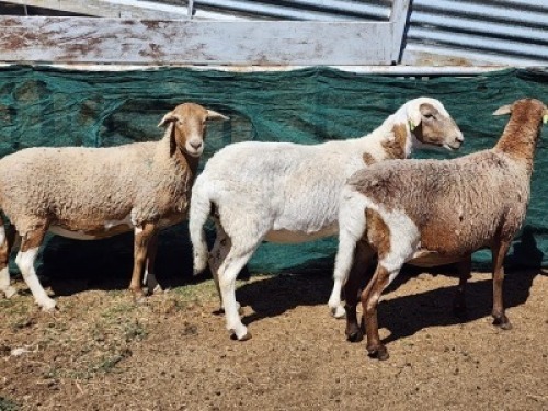 3X MEATMASTER OOI/EWE Burger Meatmasters (Pay per animal to take all)