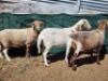 3X MEATMASTER OOI/EWE Burger Meatmasters (Pay per animal to take all)