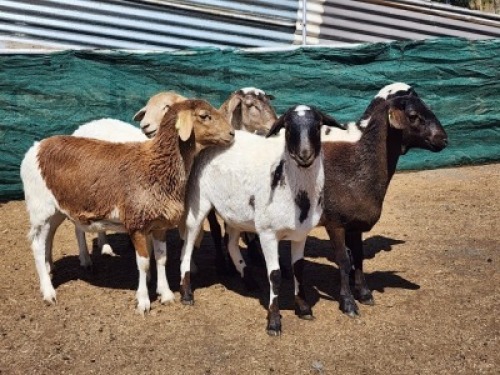 5X MEATMASTER OOI/EWE Burger Meatmasters (Pay per animal to take all)