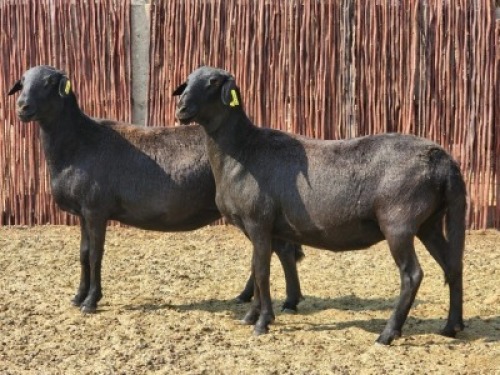 2X MEATMASTER OOI/EWE Du Toit Meatmasters (Pay per animal to take all)