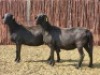 2X MEATMASTER OOI/EWE Du Toit Meatmasters (Pay per animal to take all)