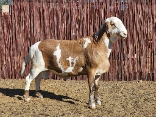 1X MEATMASTER RAM Du Toit Meatmasters