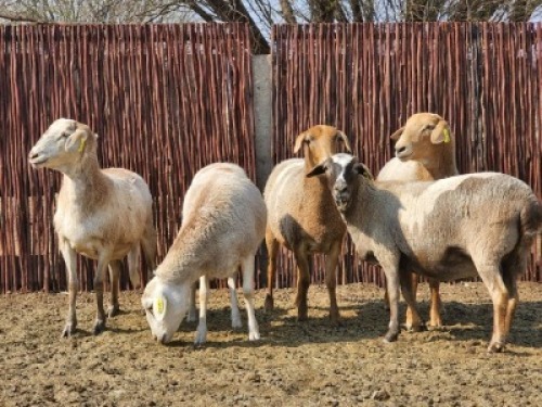 5X MEATMASTER OOI/EWE Du Toit Meatmasters (Pay per animal to take all)