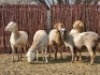 5X MEATMASTER OOI/EWE Du Toit Meatmasters (Pay per animal to take all)