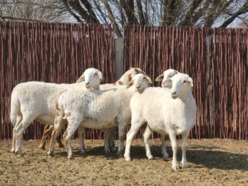 5X MEATMASTER OOI/EWE Du Toit Meatmasters (Pay per animal to take all)
