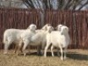 5X MEATMASTER OOI/EWE Du Toit Meatmasters (Pay per animal to take all)