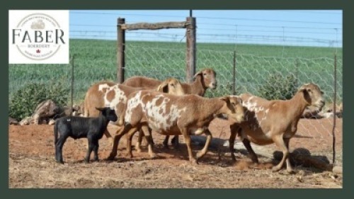 4+1X MEATMASTER OOI/EWE Faber Boerdery (Pay per animal to take all)