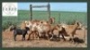 4+1X MEATMASTER OOI/EWE Faber Boerdery (Pay per animal to take all)