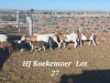 5X MEATMASTER OOI/EWE H Koekemoer Meatmasters (Pay per animal to take all)