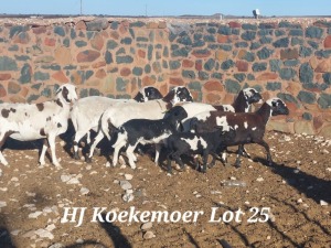 5X MEATMASTER OOI/EWE H Koekemoer Meatmasters (Pay per animal to take all)