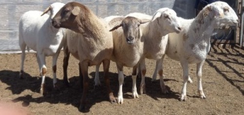 5X MEATMASTER OOI/EWE Volstoom Meatmasters (Pay per animal to take all)