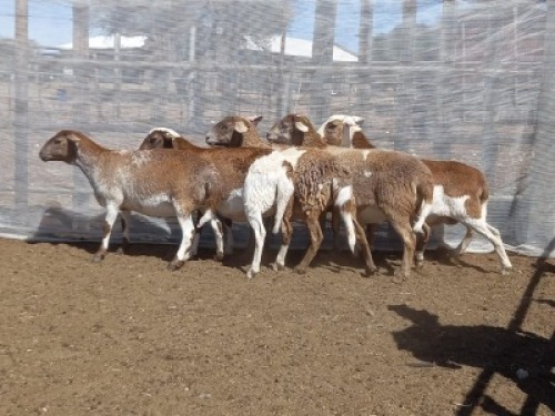 5X MEATMASTER OOI/EWE Volstoom Meatmasters (Pay per animal to take all)