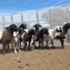 8X MEATMASTER OOI/EWE Volstoom Meatmasters (Pay per animal to take all)