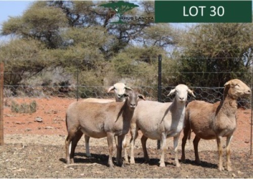 4X MEATMASTER OOI/EWE Rhus Lancea Meatmasters (Pay per animal to take all)