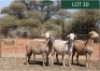 4X MEATMASTER OOI/EWE Rhus Lancea Meatmasters (Pay per animal to take all)