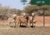 4X MEATMASTER OOI/EWE Rhus Lancea Meatmasters (Pay per animal to take all)