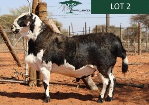 1X MEATMASTER RAM Rhus Lancea