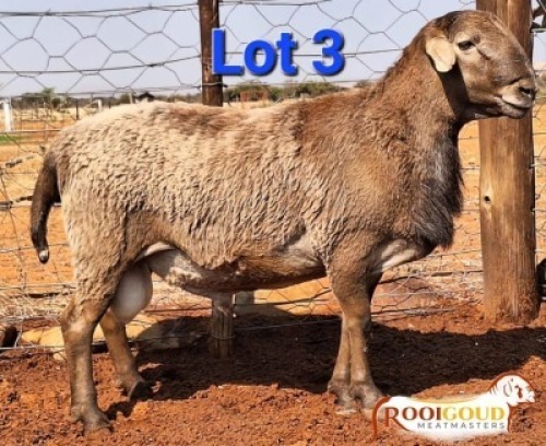 1X MEATMASTER RAM Rooigoud Meatmasters