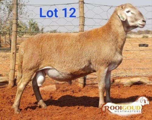 1X MEATMASTER RAM Rooigoud Meatmasters