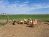 5X MEATMASTER OOI/EWE Ampiesrust (Pay per animal to take all)
