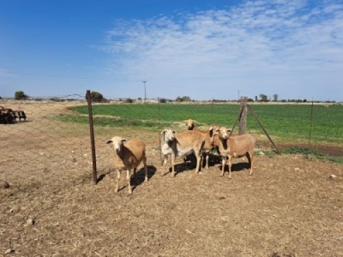 5+4X MEATMASTER OOI/EWE Ampiesrust (Pay per animal to take all)