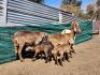 3+3X MEATMASTER OOI/EWE Burger Meatmasters (Pay per animal to take all)