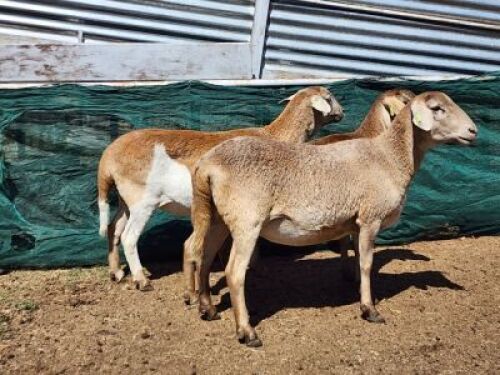 3X MEATMASTER OOI/EWE Burger Meatmasters (Pay per animal to take all)