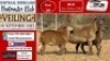 1X MEATMASTER OOI/EWE Vrede Meatmasters (Pay per animal to take all)