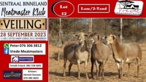 3X MEATMASTER OOI/EWE Vrede Meatmasters (Pay per animal to take all)