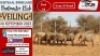 5X MEATMASTER OOI/EWE Vrede Meatmasters (Pay per animal to take all)
