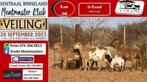 4X MEATMASTER OOI/EWE Vrede Meatmasters (Pay per animal to take all)
