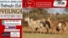 4X MEATMASTER OOI/EWE Vrede Meatmasters (Pay per animal to take all)