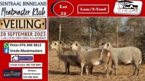 4X MEATMASTER OOI/EWE Vrede Meatmasters (Pay per animal to take all)