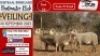 4X MEATMASTER OOI/EWE Vrede Meatmasters (Pay per animal to take all)