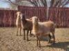 3X MEATMASTER OOI/EWE Du Toit Meatmasters (Pay per animal to take all)