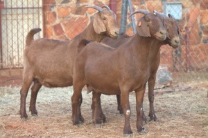 3X KALAHARI RED DOE MAGNUM BOERDERY (Pay per animal to take all in lot)