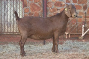 1X KALAHARI RED DOE MAGNUM BOERDERY