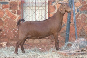 1X KALAHARI RED DOE MAGNUM BOERDERY