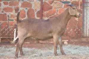 1X KALAHARI RED DOE MAGNUM BOERDERY