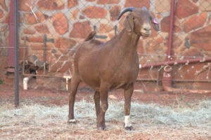 1X KALAHARI RED DOE MAGNUM BOERDERY